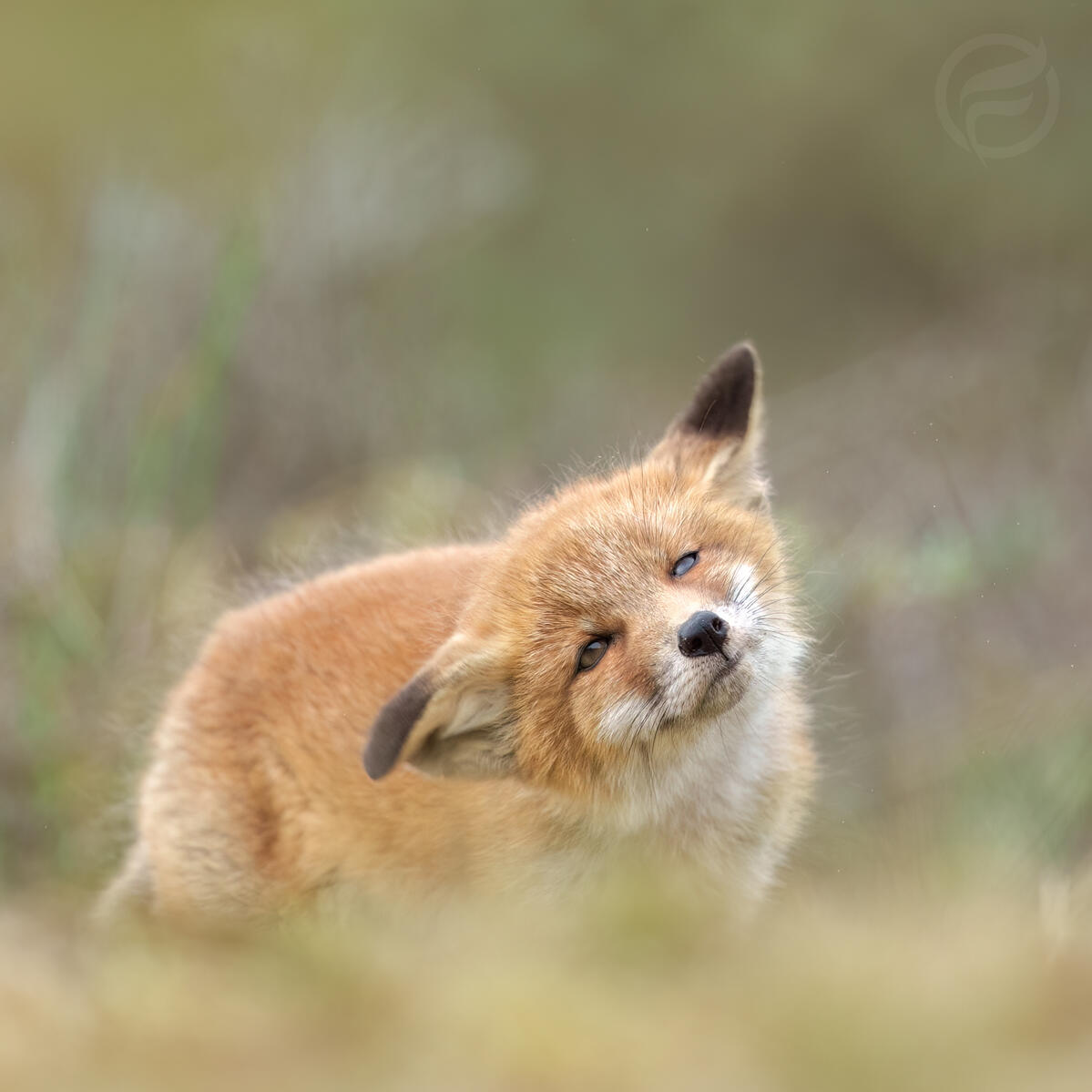 shaky fox