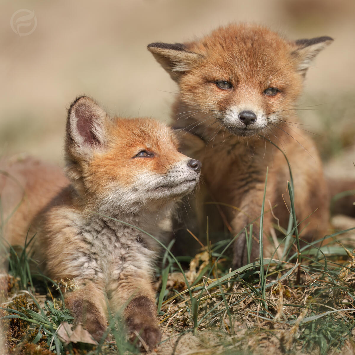 Best Friends