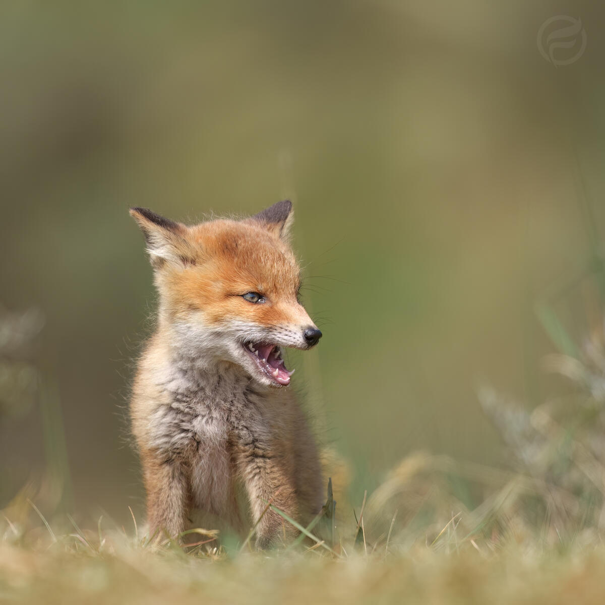 Hero Hunter