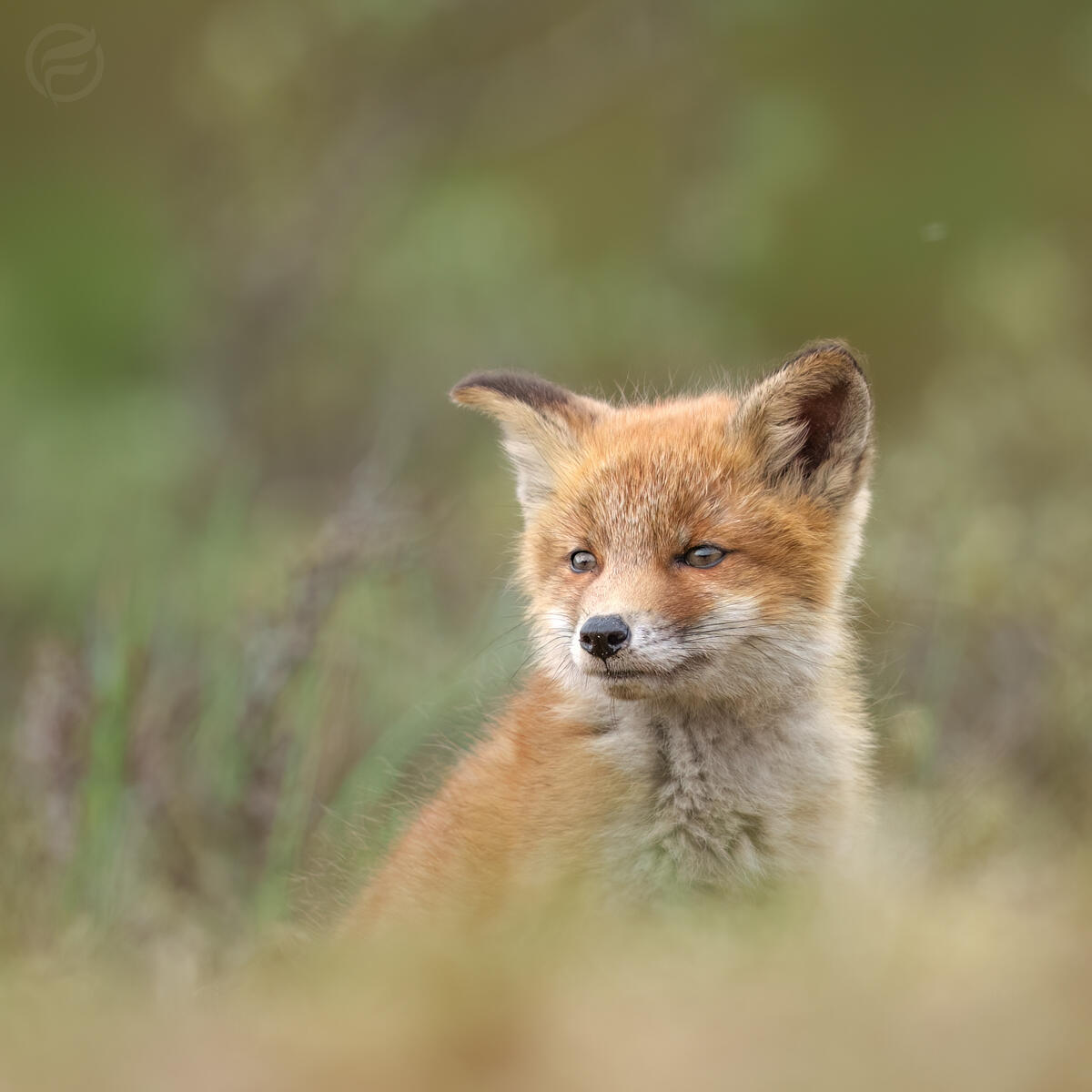 relax fox