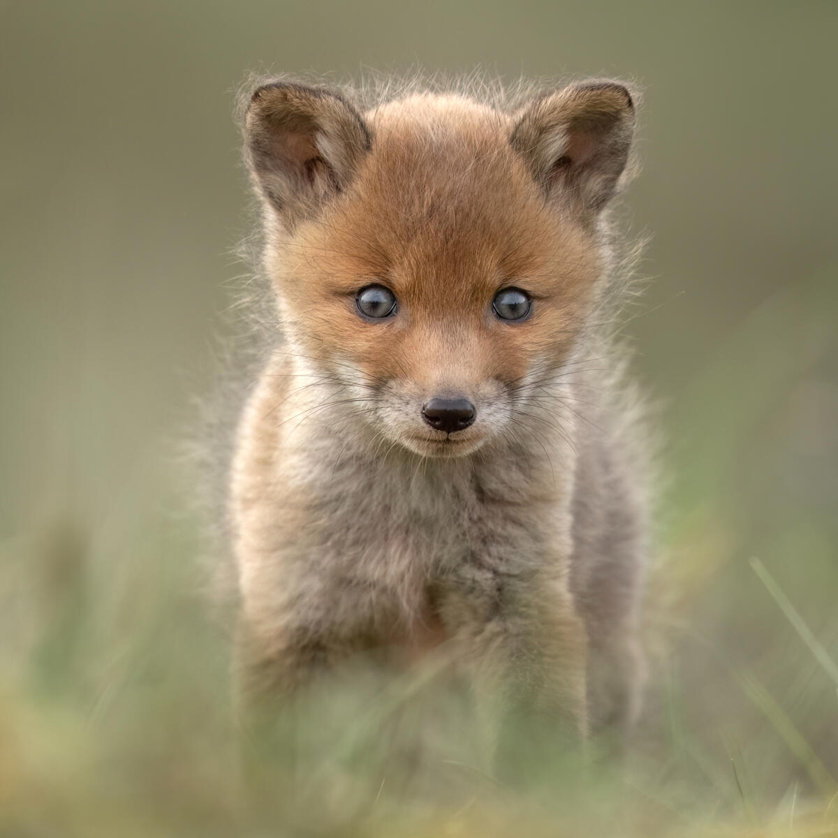 Foxcub