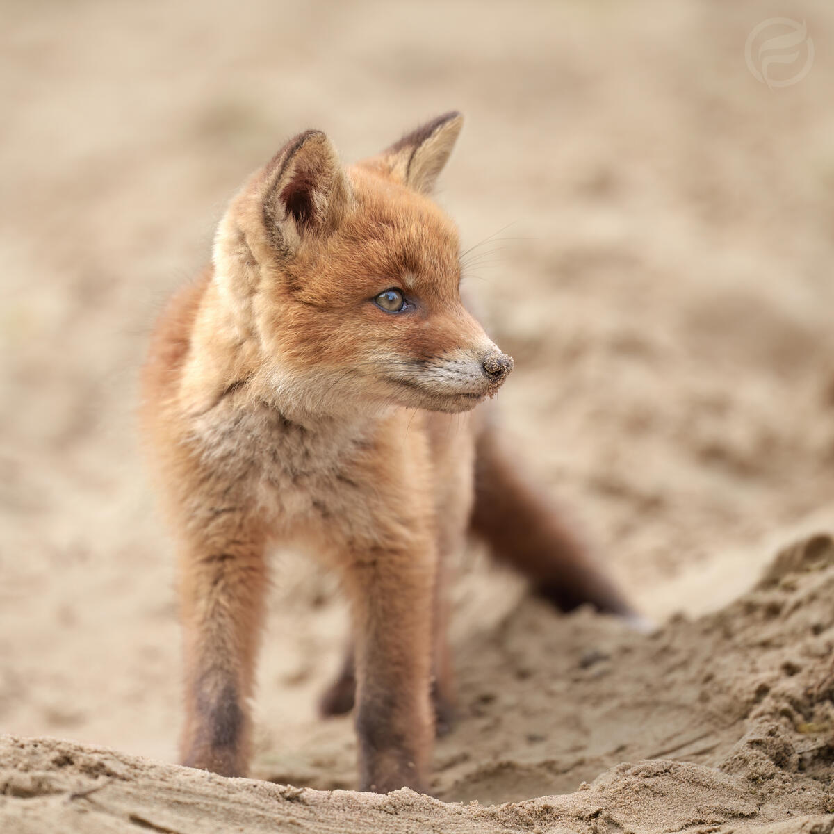 Beachfox