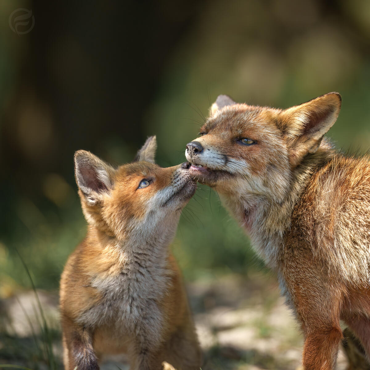Motherlove