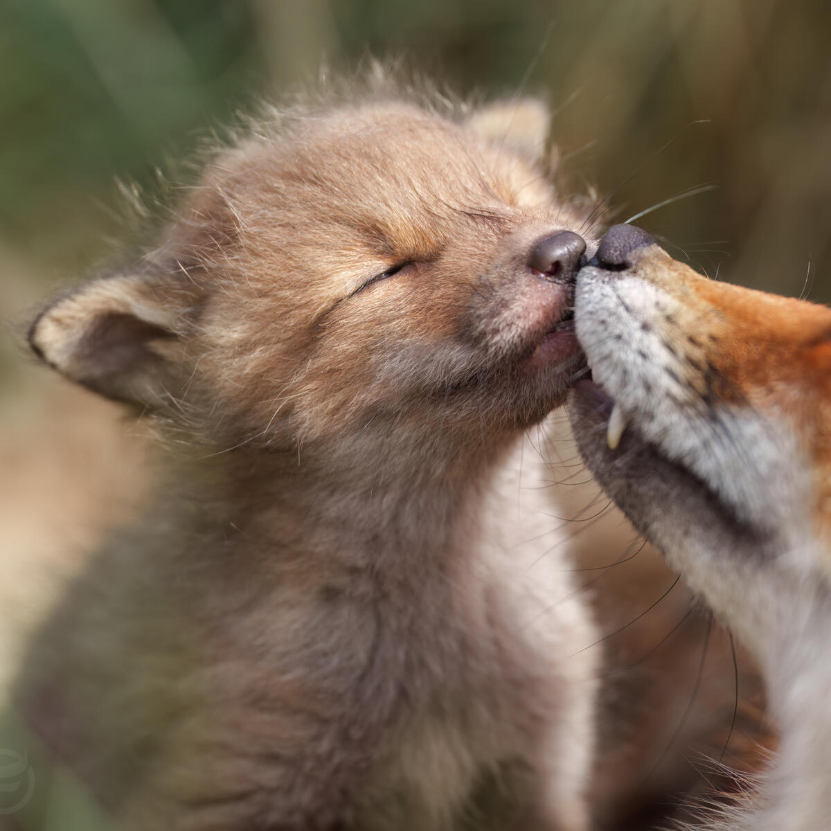 Foxcub