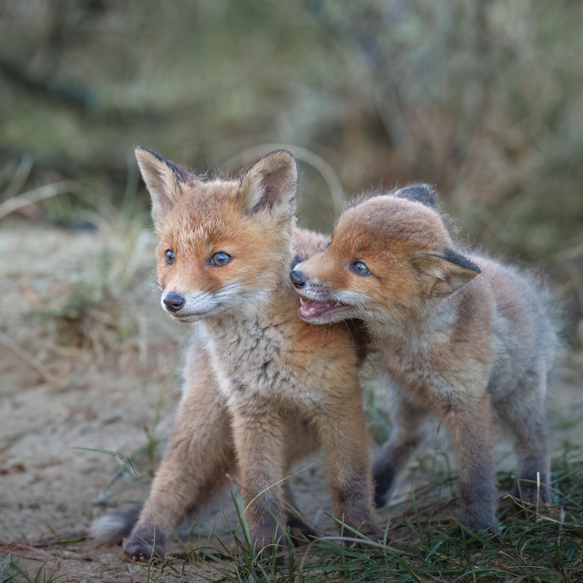 Foxcubs