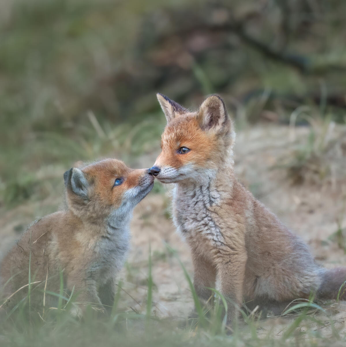 Foxcubs