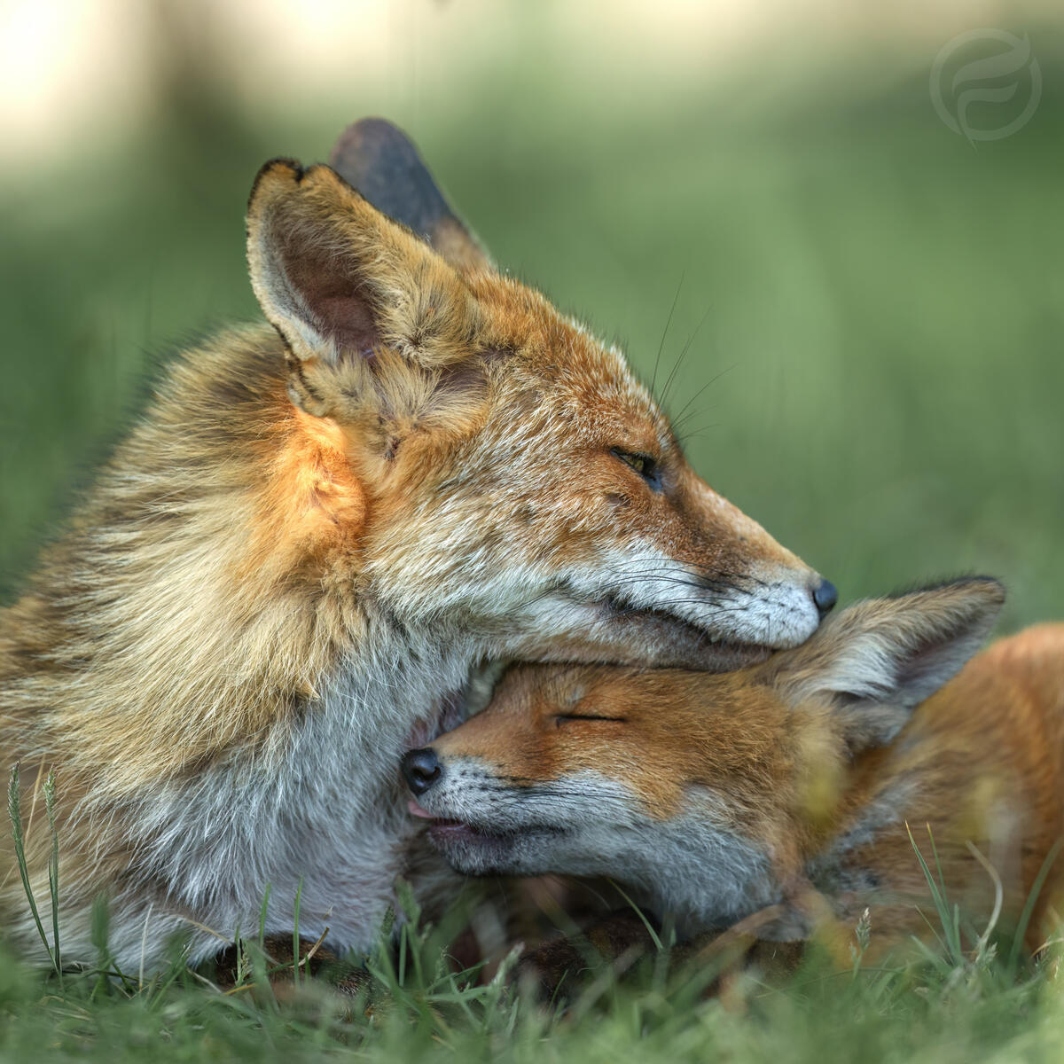 just love