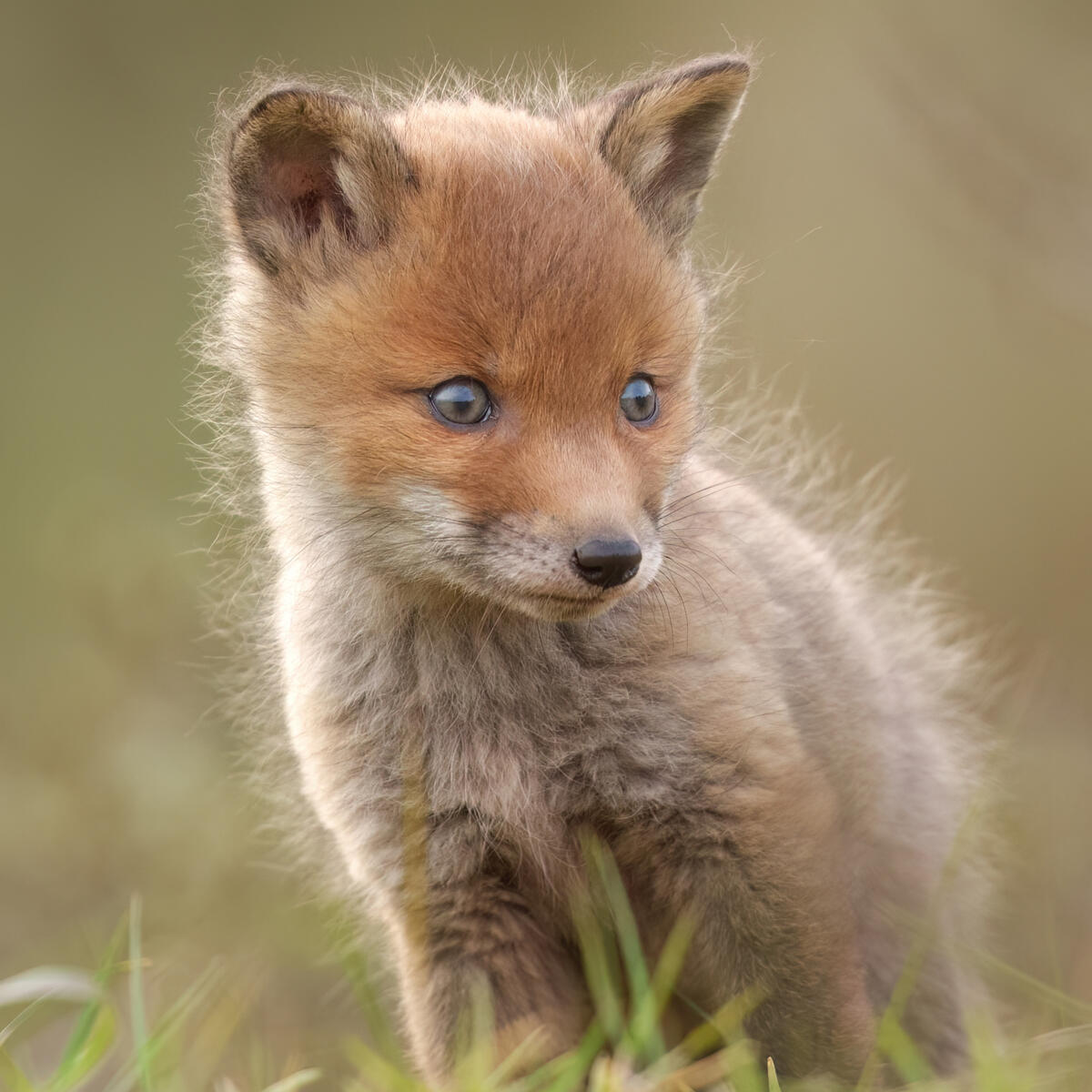 Foxcub