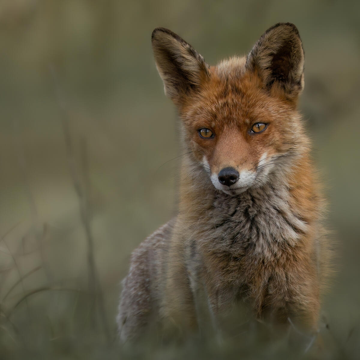 Beautiful fox