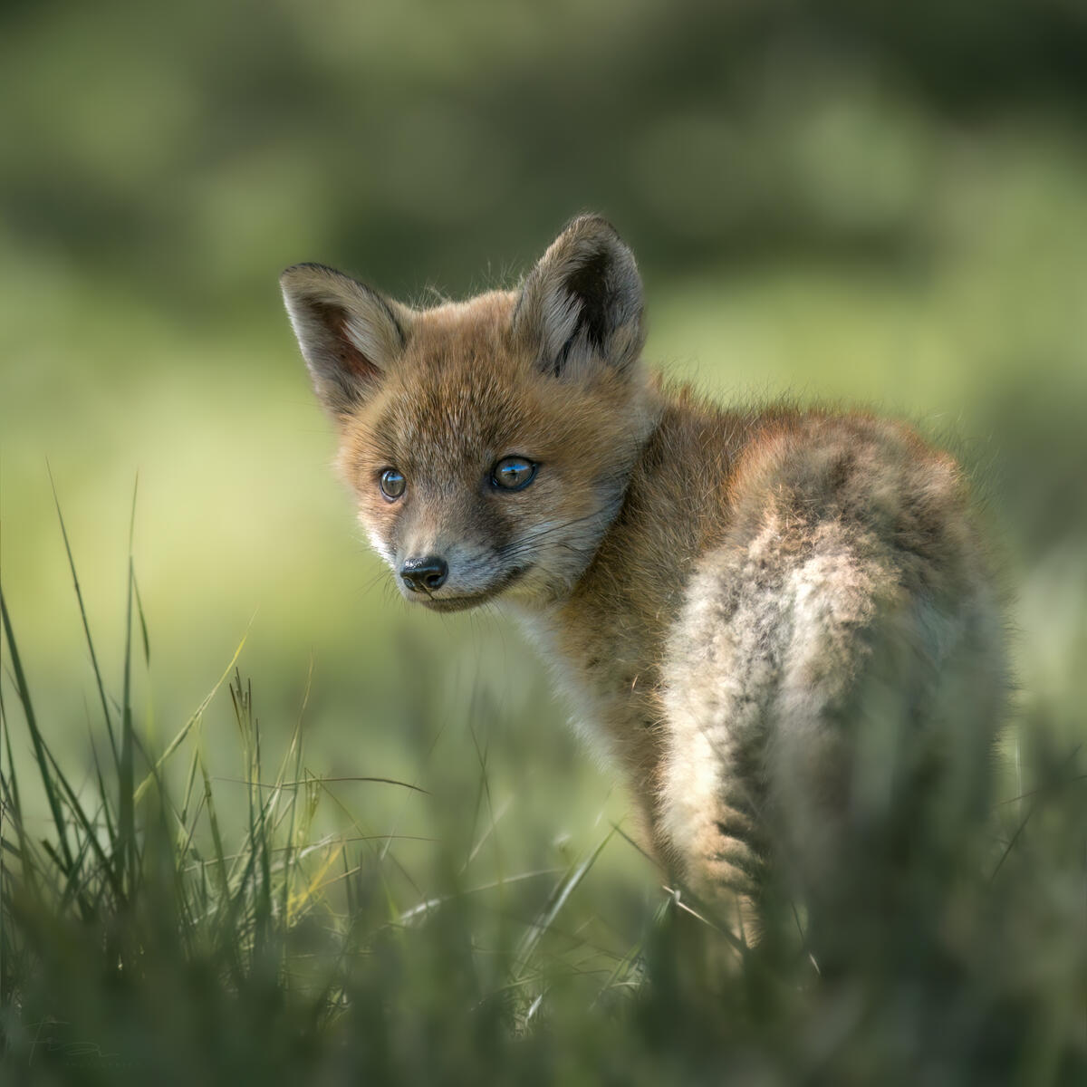 Foxcub in green