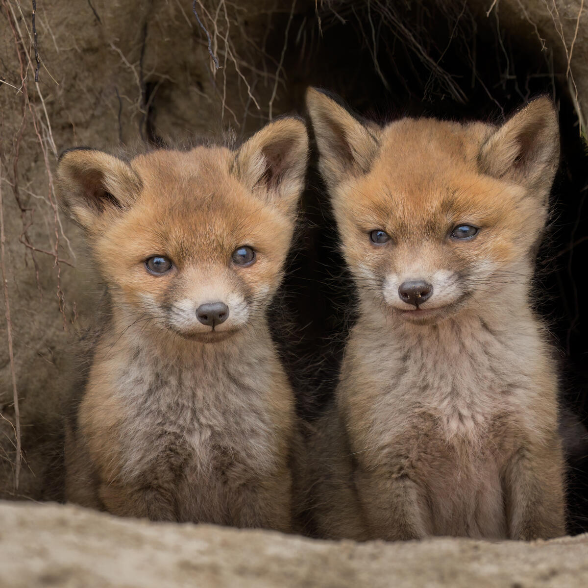 2 Foxcubs