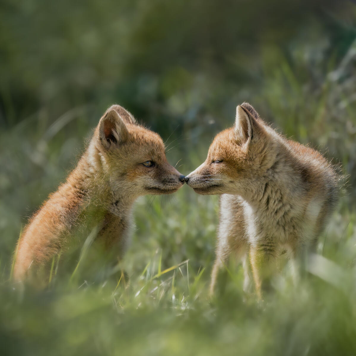 Foxcubs in green