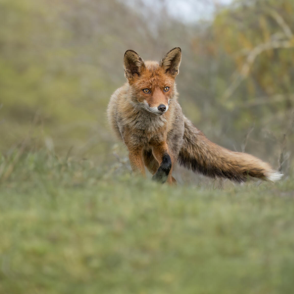 Beautiful Fox