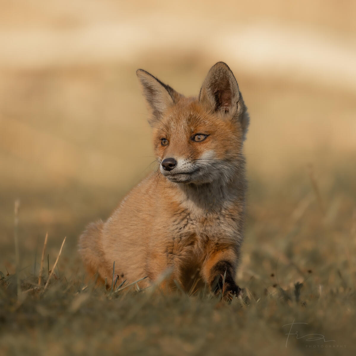 Foxcub