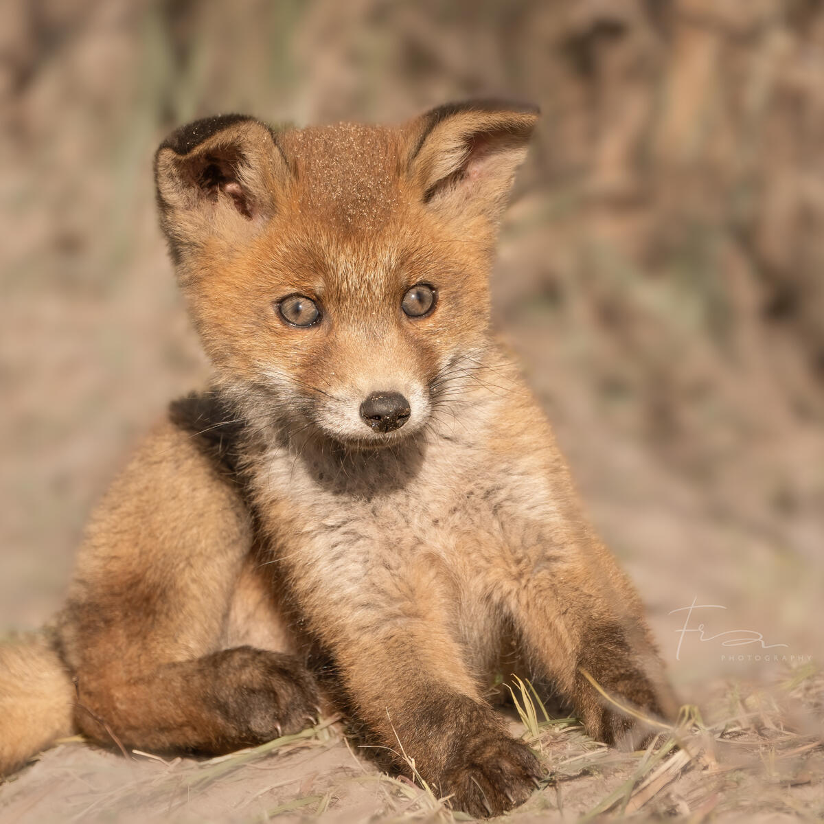 Foxcub