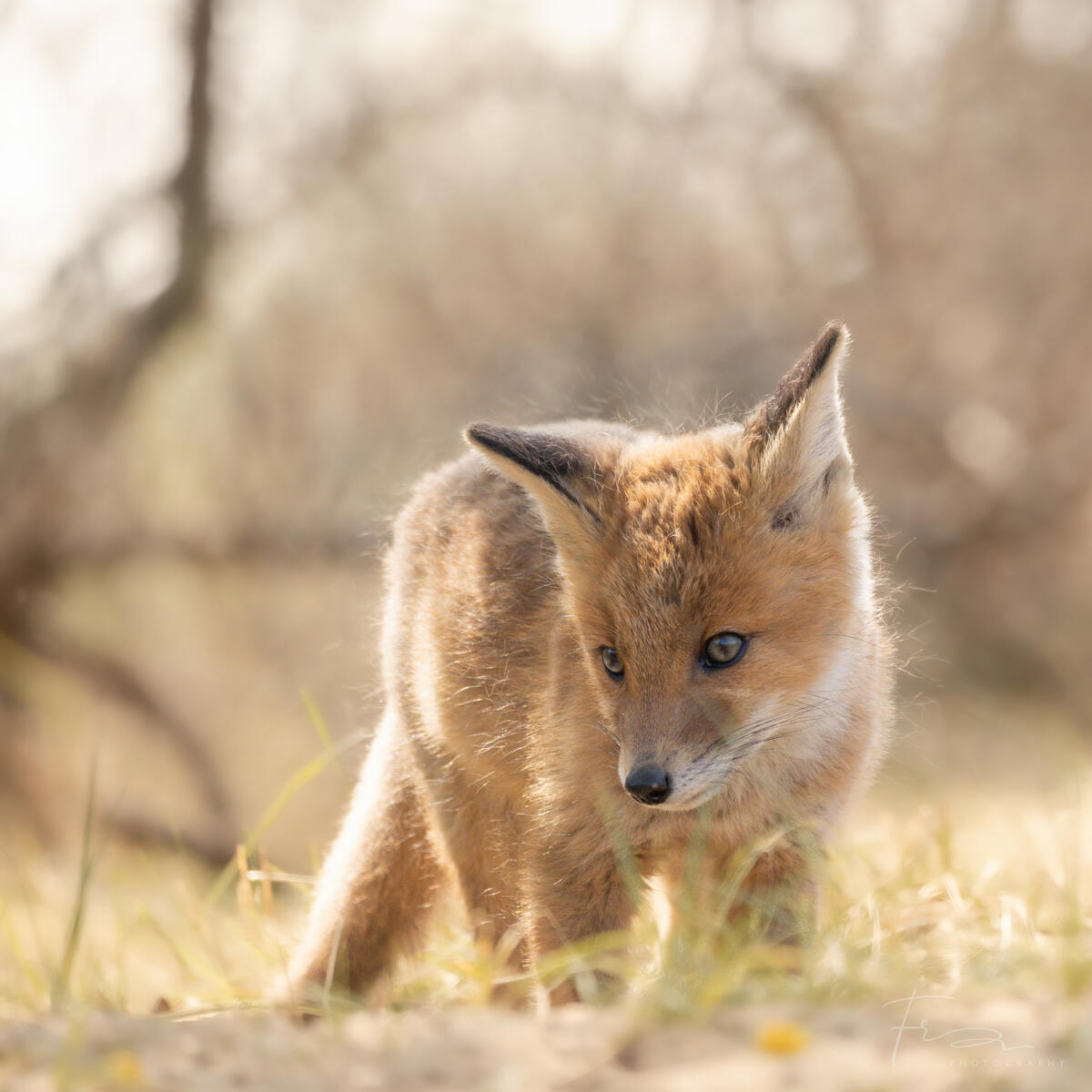 Foxcub