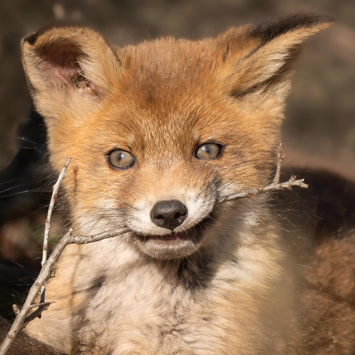 Foxcub