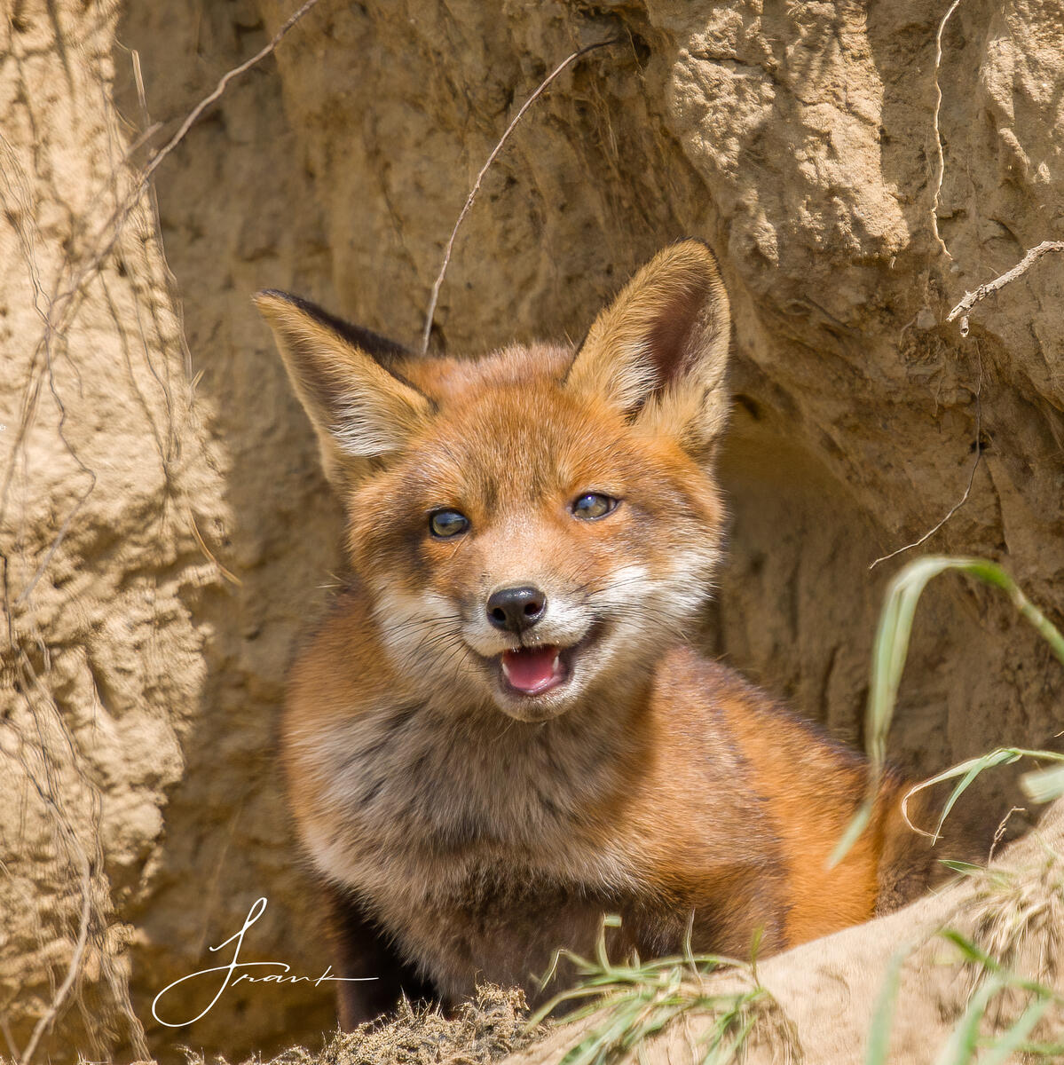 Foxcub