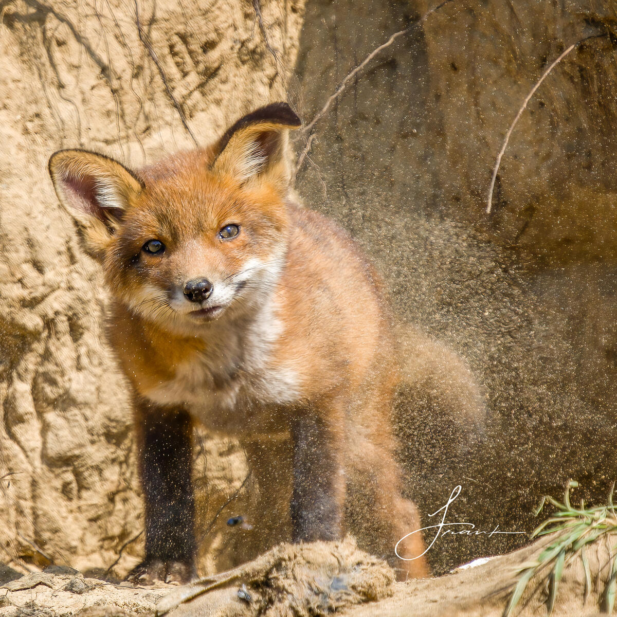 Foxcub
