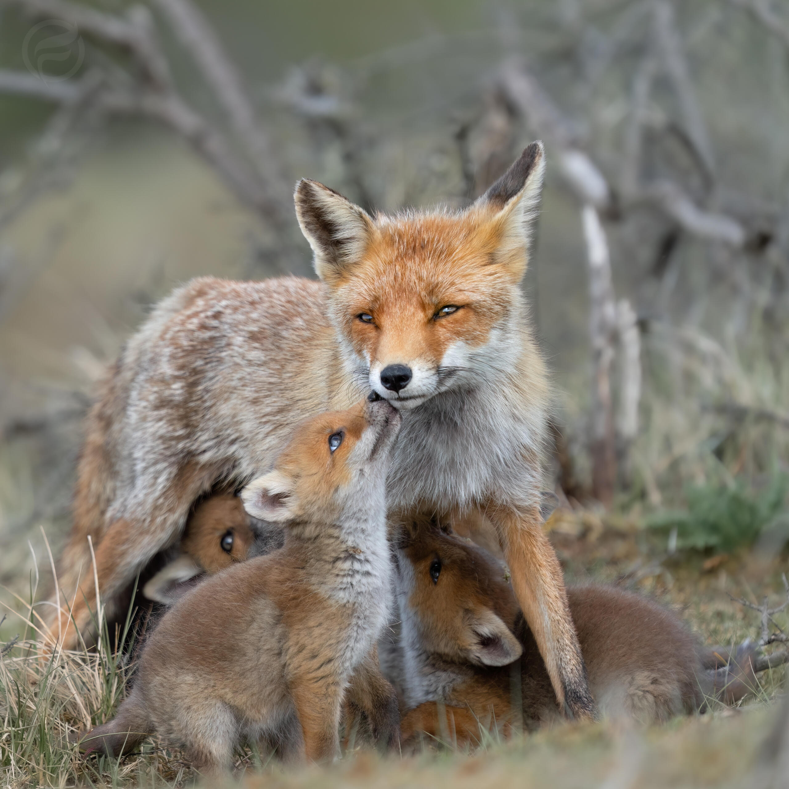 Motherlove