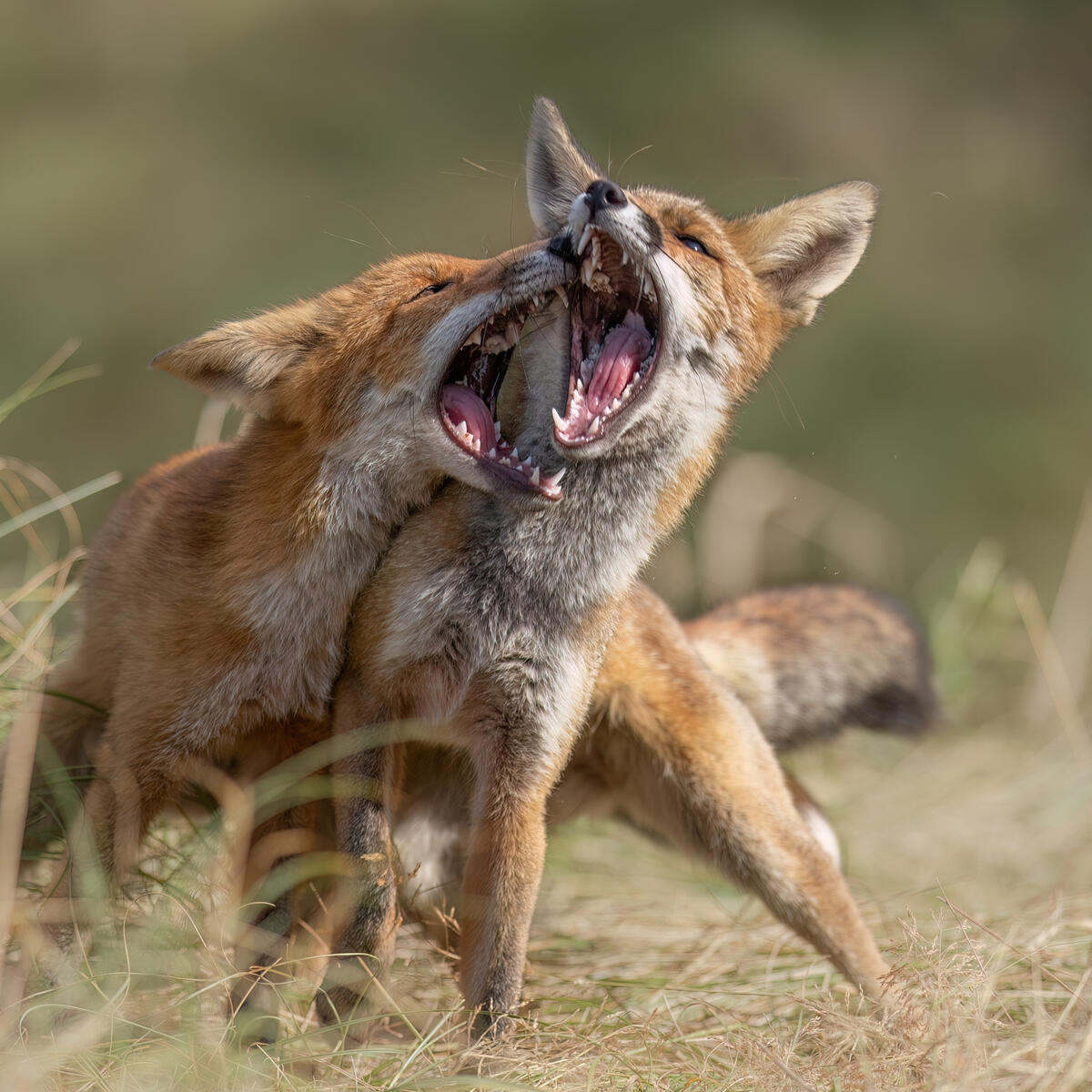 FIGHT