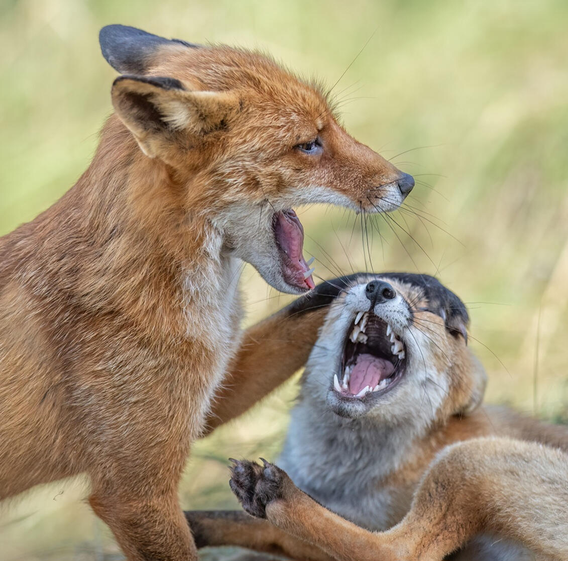 FIGHT