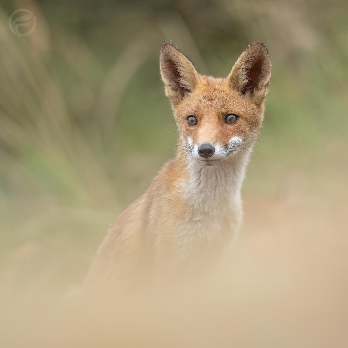 Foxcub