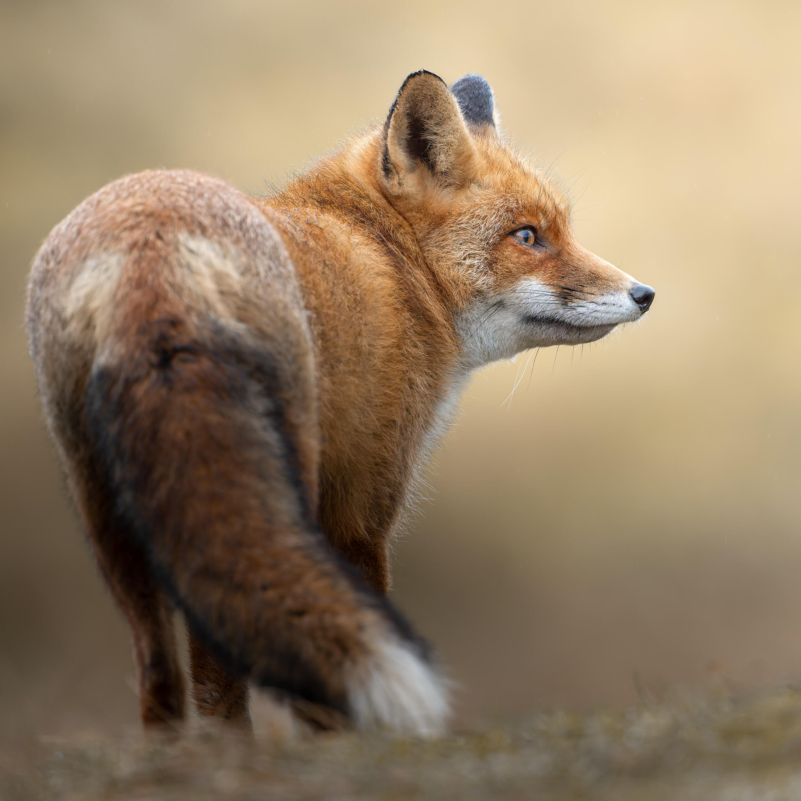 WINTERFOX