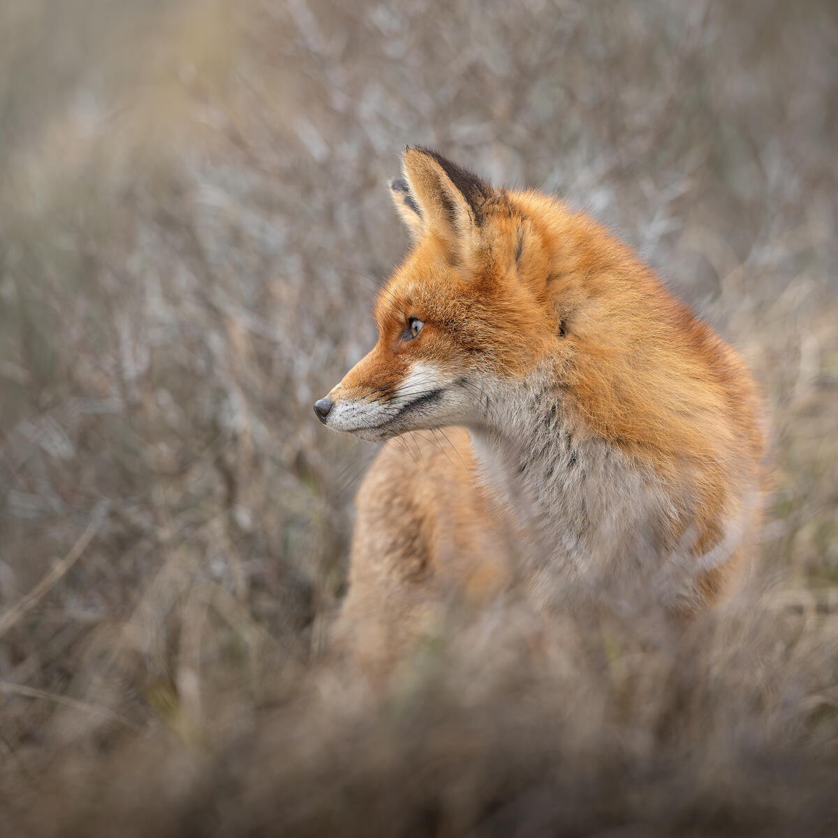 1st year foxcub