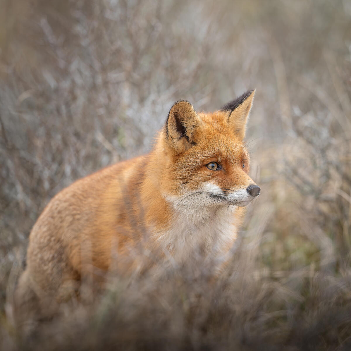 1st year foxcub