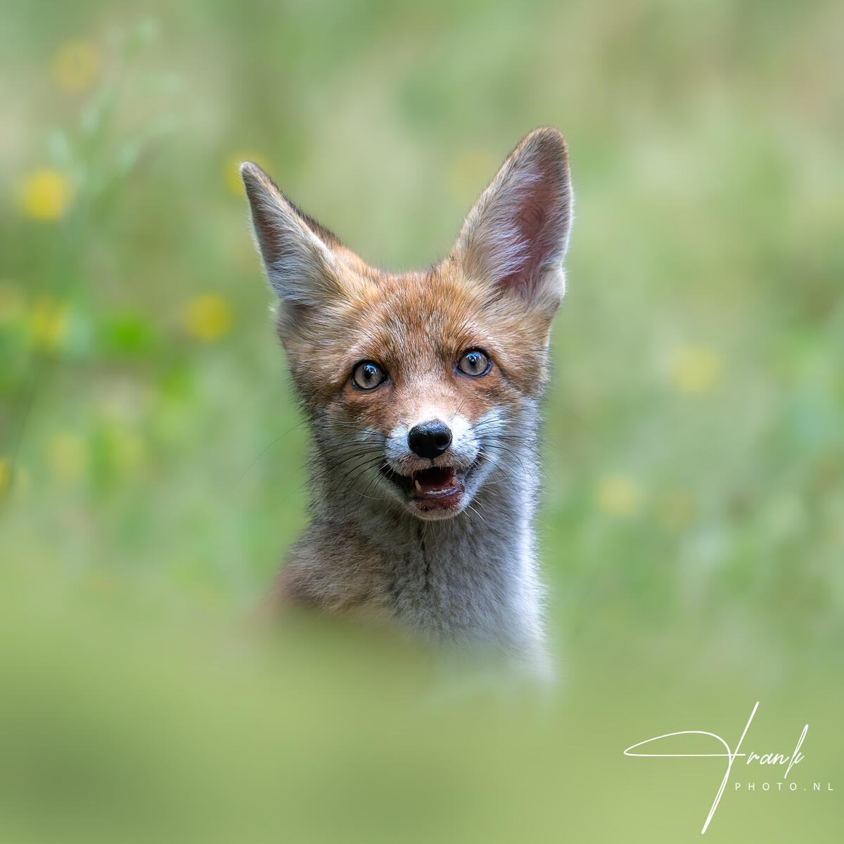 2025 FoxCub