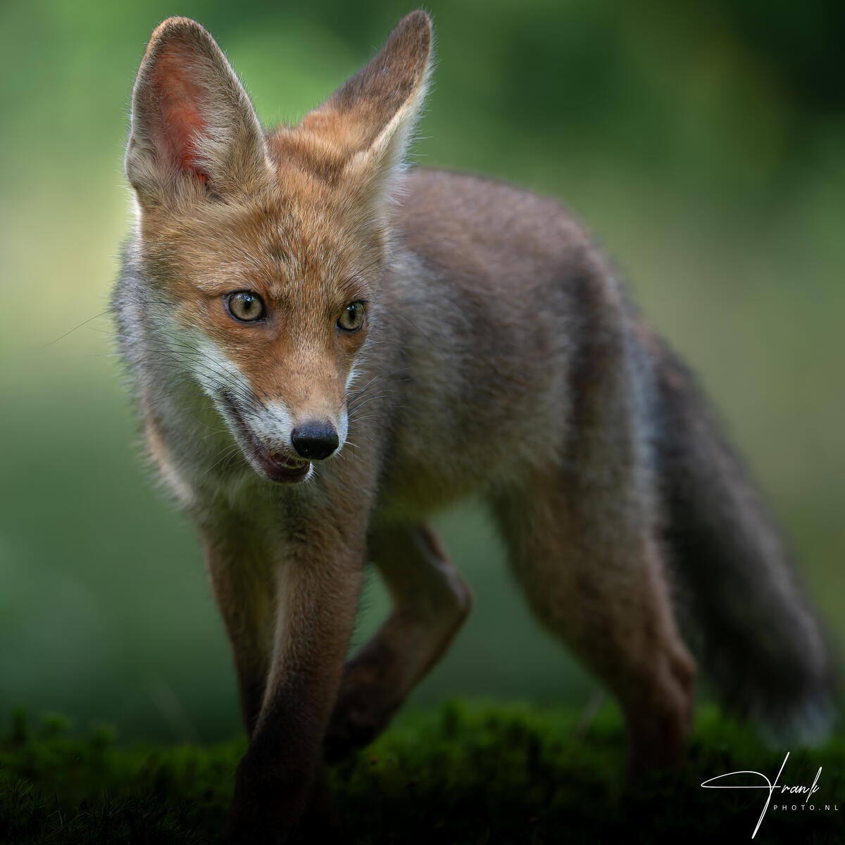 2025 FoxCub