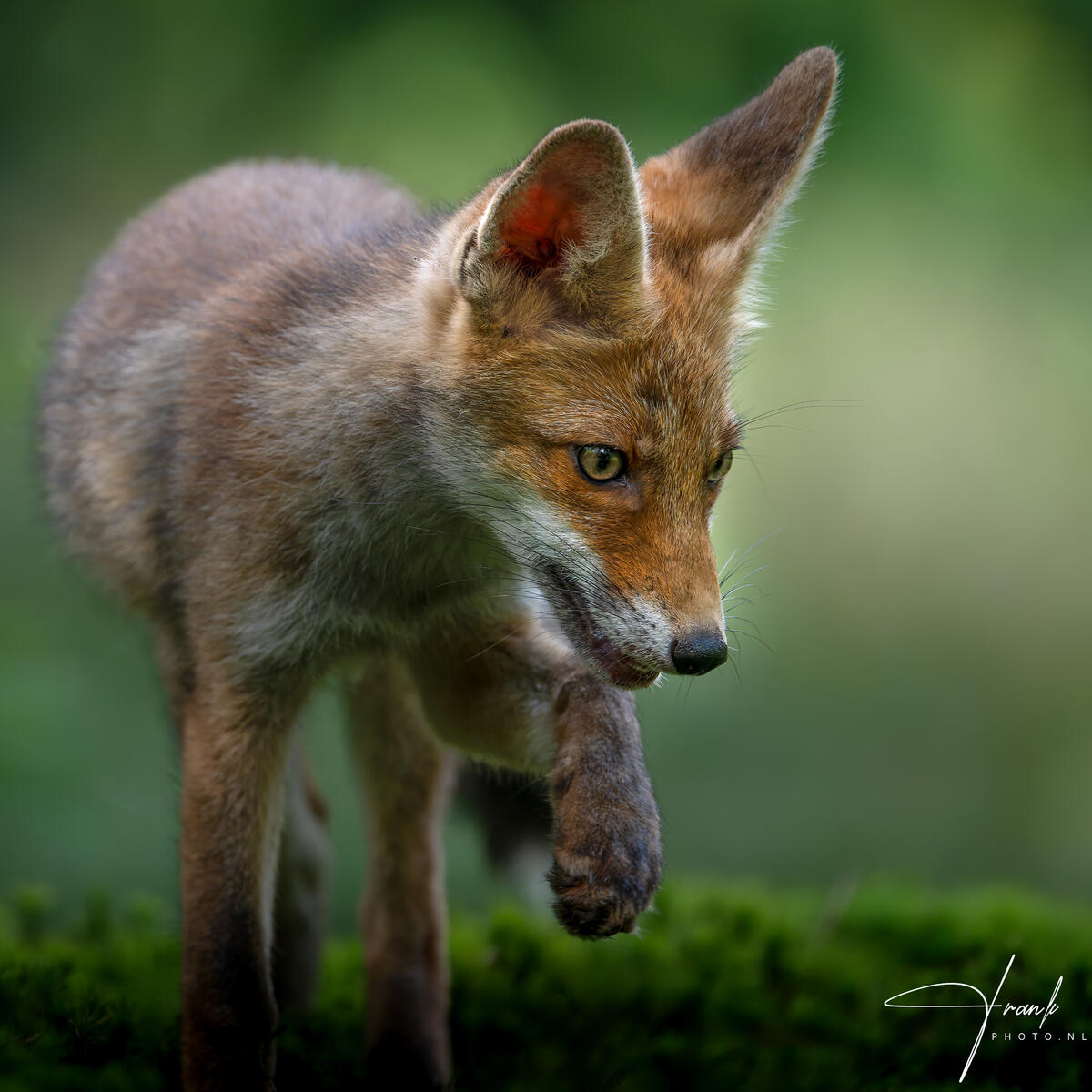 2025 FoxCub