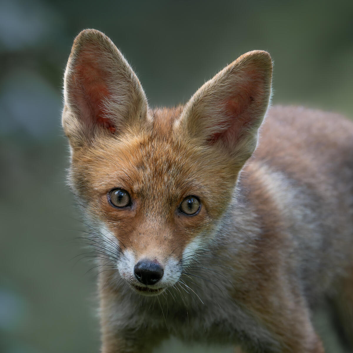 2025 FoxCub