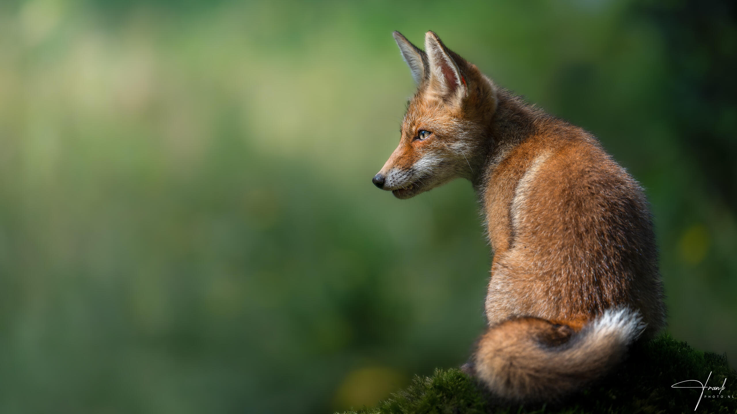 Relaxing Foxcub