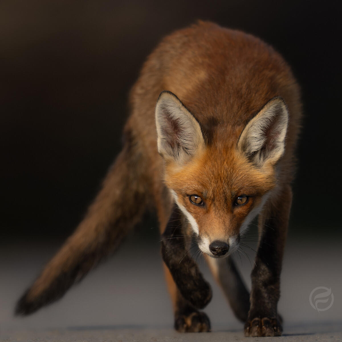 2026 FoxCub