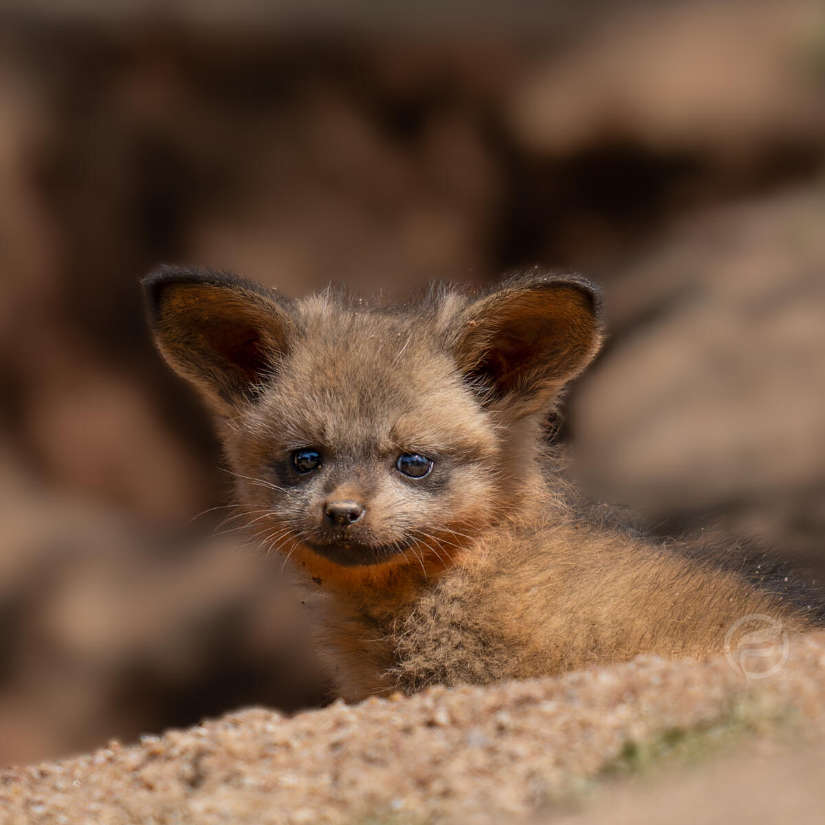 Bat Eared Fox