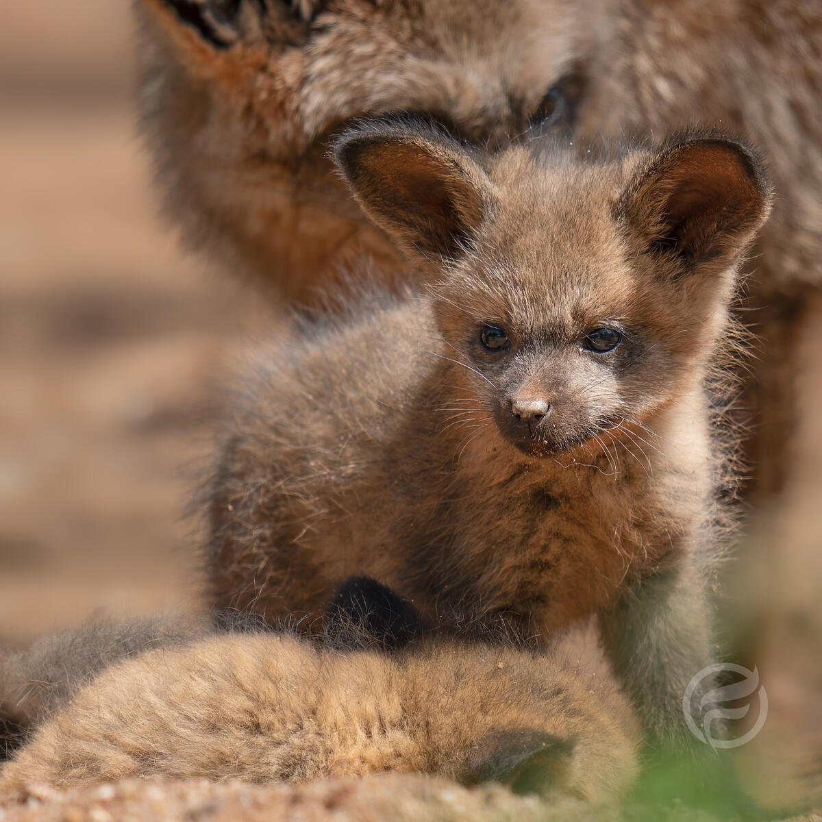 Bat Eared Fox