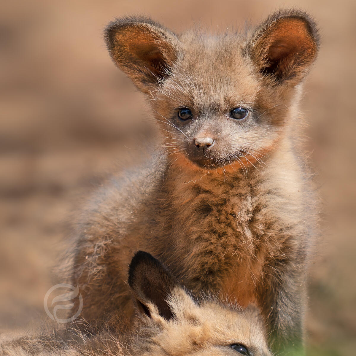 Bat-Eared Fox