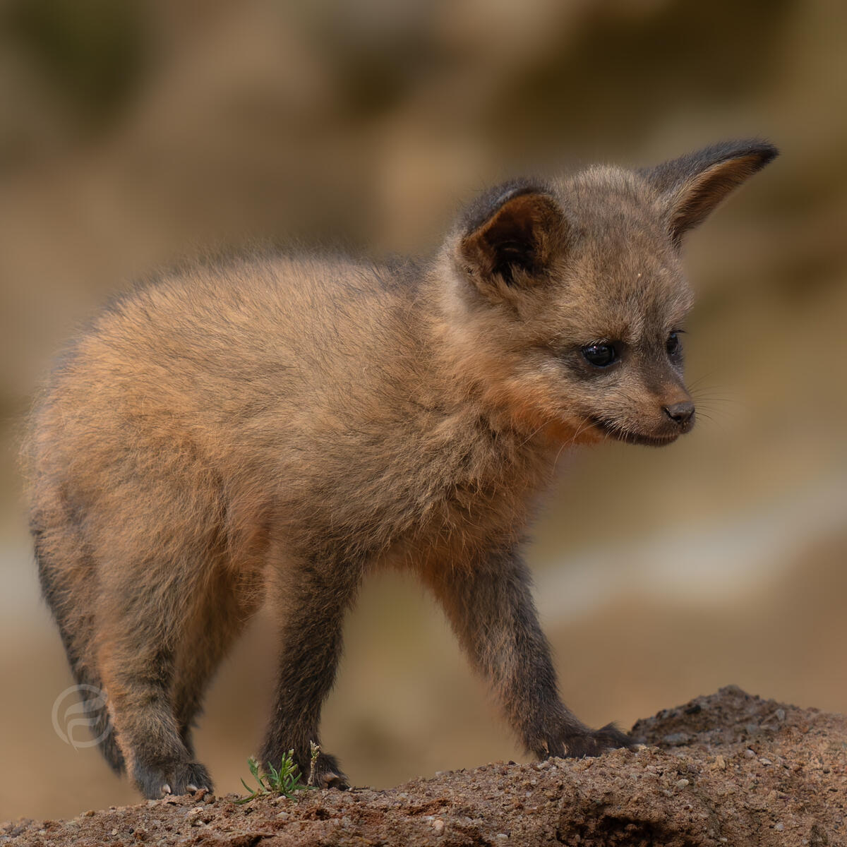 Bat Eared Fox