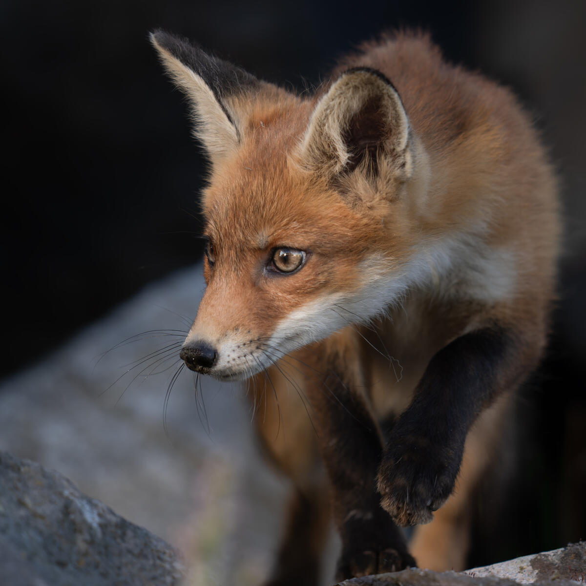 2026 FoxCub