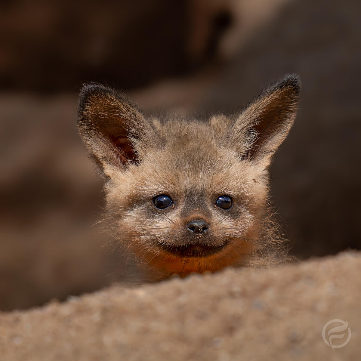 Bat-Eared Fox