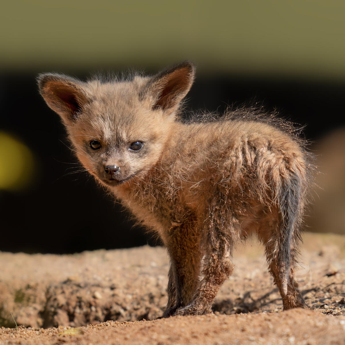 Bat-Eared Fox