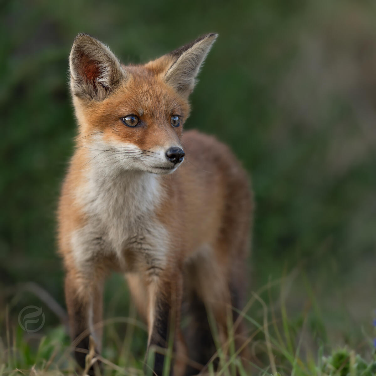 2026 FoxCub
