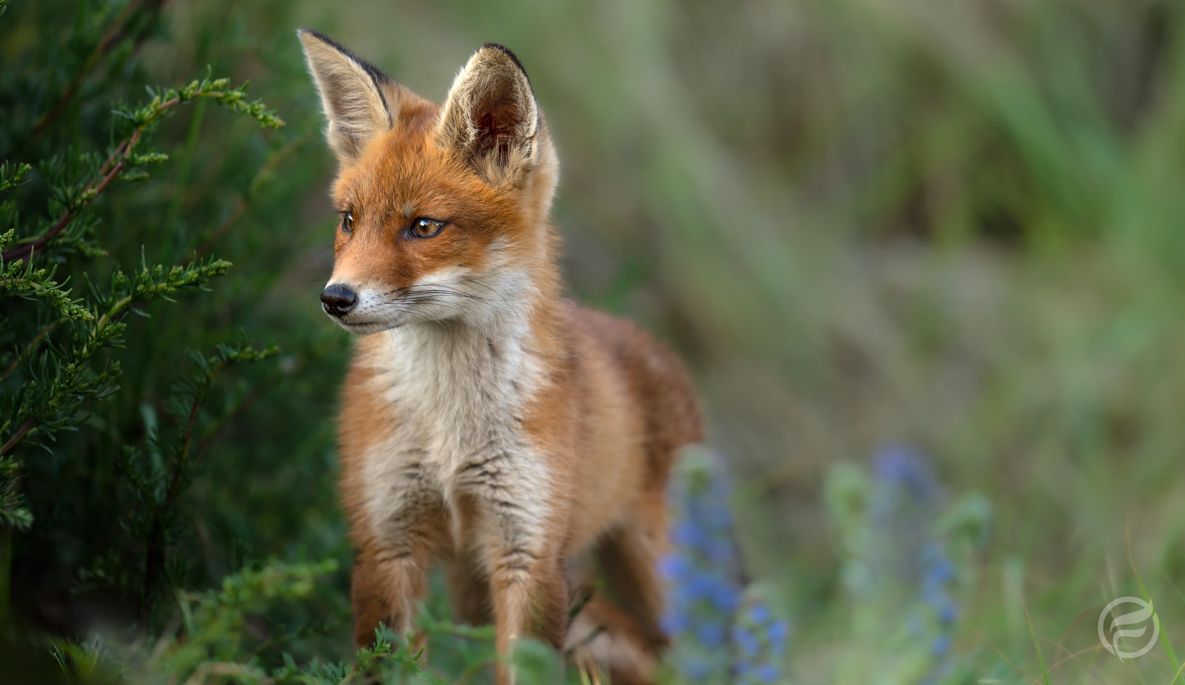 2026 Foxcub